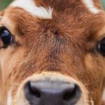 Анастасия Кашеварова: Коровы очень умные, чиновники — не очень